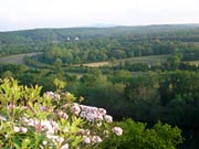Mtn Laurel